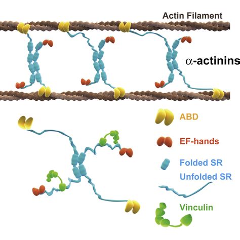 Mechanotransmission And Mechanosensing Of Human Alpha Actinin Cell