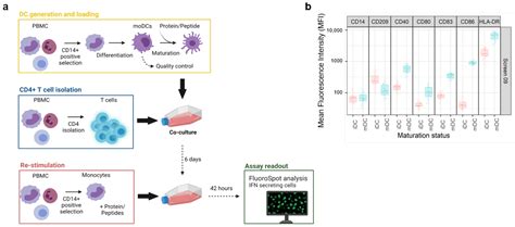 Pharmaceutics Free Full Text Validation Of A Dendritic Cell And Cd4 T Cell Restimulation