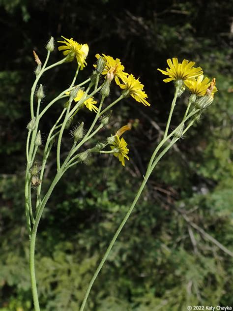 Hieracium Caespitosum Meadow Hawkweed Minnesota Wildflowers