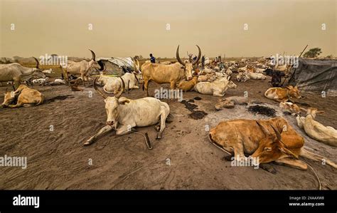 Dinka Cattle Camp Bor Central Region South Sudan Africa Stock Photo