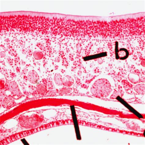 Histology Flashcards Quizlet