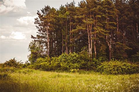 HD wallpaper: forest, landscape, nature, trees, russian landscape ...