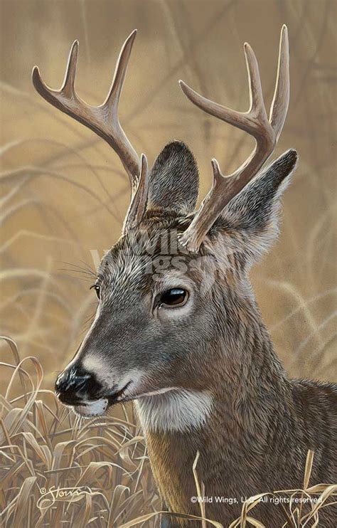 pin  oksana kamysova  grafic wildlife art deer painting