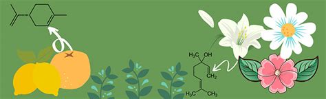 La Tabla Peri Dica En Las Plantas Saberes Y Ciencias