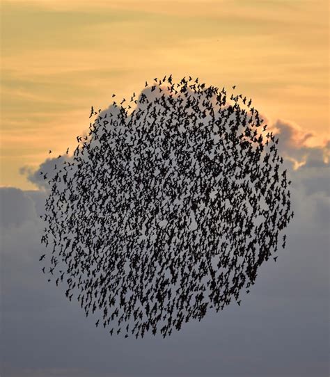 Premium Photo | Flock of birds flying in formation in a sunset sky