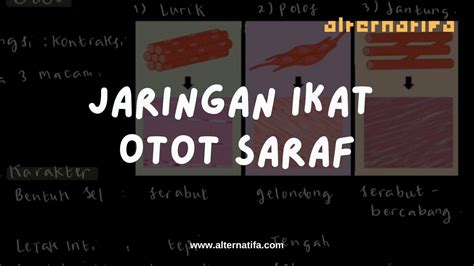 Jaringan Hewan Jaringan Ikat Otot Saraf Biologi Alternatifa Youtube