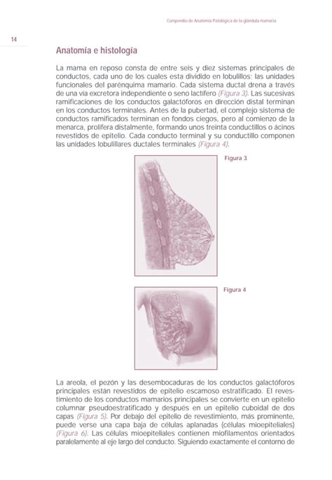 Anatomia Patologica De La Glandula Mamaria Pdf