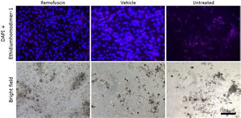 Micrographs Indicating Cell Viability In Primary Adult Abca Rpe