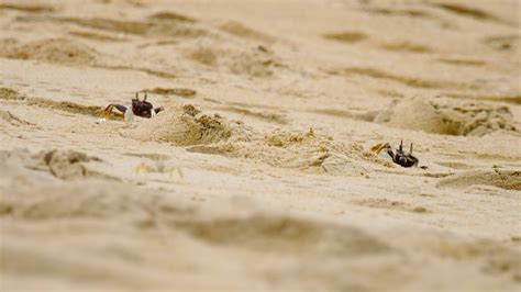 Funny cute crab crawling at the beach sand. Small crab on the sandy ...