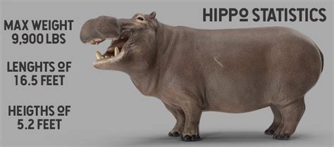 How to Survive a Hippo Attack - DANGEROUS HIPPO BASICS