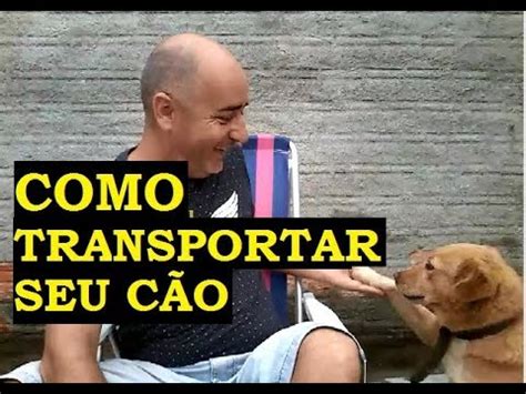 Como Transportar Cachorros Animais Pets Em Carros Youtube