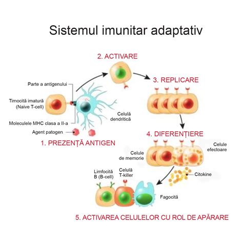 Sistemul Imunitar De La A La Z Secom