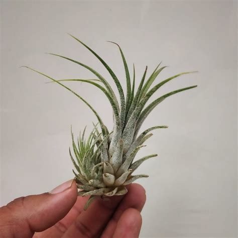 Tillandsia 'Ionantha Guatemala' - NurseryBuy