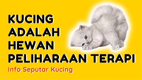 Kucing Adalah Hewan Peliharaan Terapi Info Seputar Kucing 🐱 Kucing