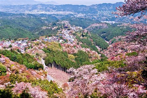 吉野山の千本桜 写真素材 [ 1722648 ] フォトライブラリー Photolibrary