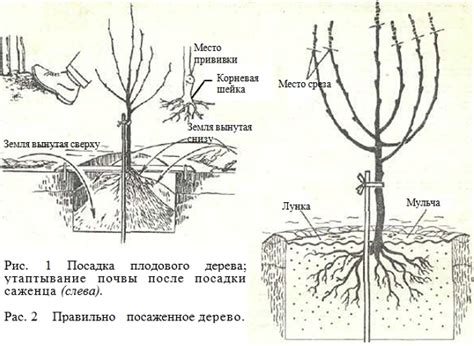 Как правильно посадить плодовый сад