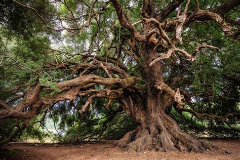 Despite debate, even the world's oldest trees are not immortal