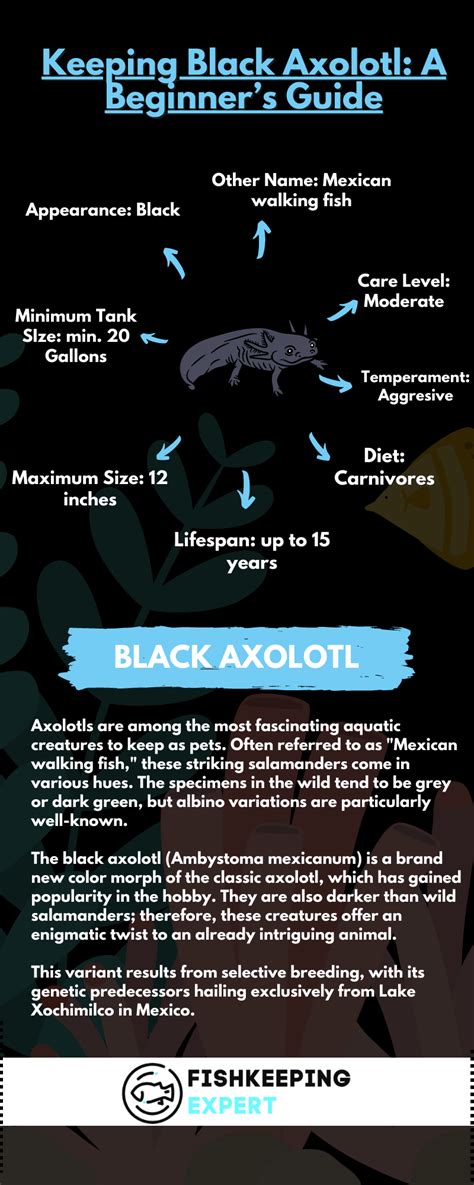 Keeping Black Axolotl: A Beginner's Guide