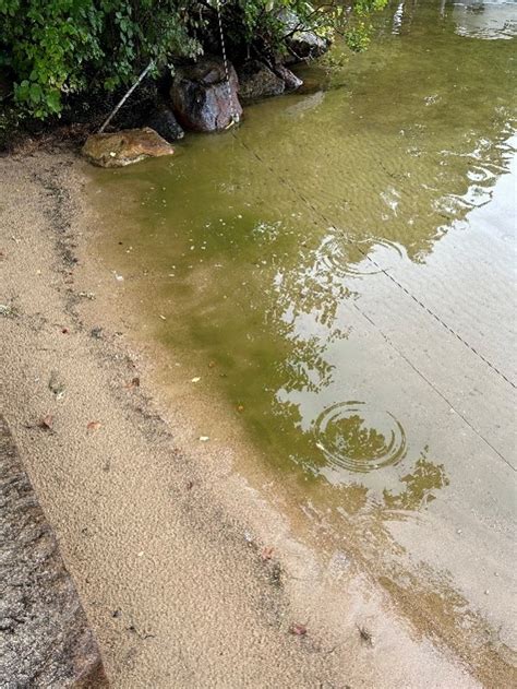 form  cyanobacteria gloeotrichia  multiple lake winnipesaukee