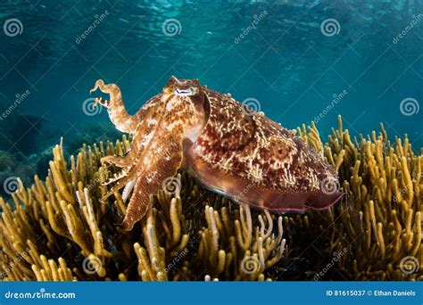 Broadclub Cuttlefish In Tropical Pacific Stock Image Image Of Habitat