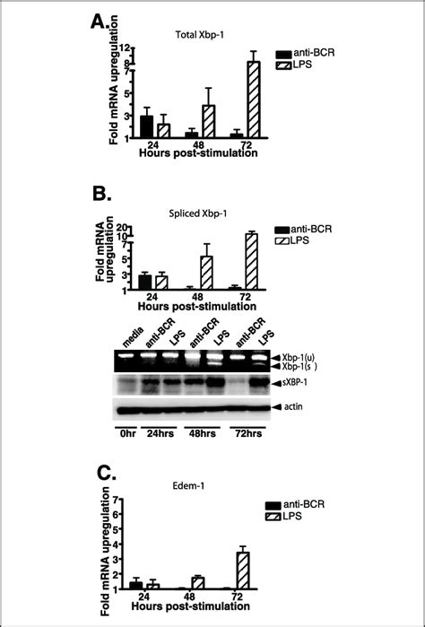 Bcr Signals Up Regulate Xbp Transcription And Lead To Detectable Mrna