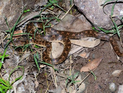 Rhombic Cat Eyed Snake From Comayagua Honduras On December At