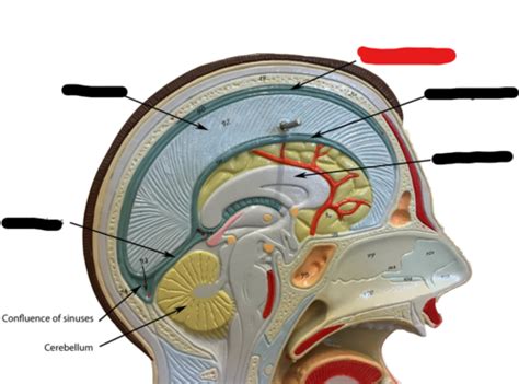 Cranial Meninges Dural Sinuses And Dural Folds Flashcards Quizlet