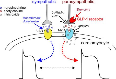 Mechanism Of Action Of GLP 1 Agonists