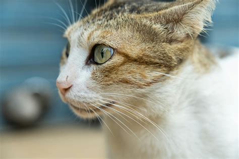 Can Cats Eat Pistachios ? - 2026