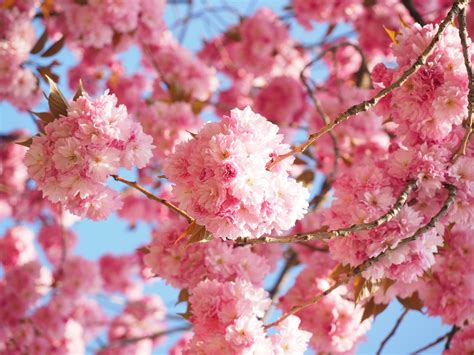 Free Images Tree Branch Fruit Flower Petal Bloom Food Spring