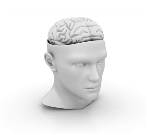 Modelo De Cabeza Humana Con Cerebro Foto Premium