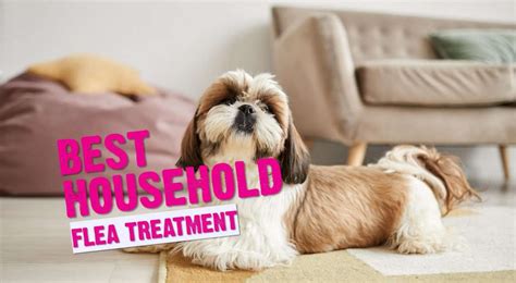 Best Household Flea Treatment (Guide Updated July 2024)