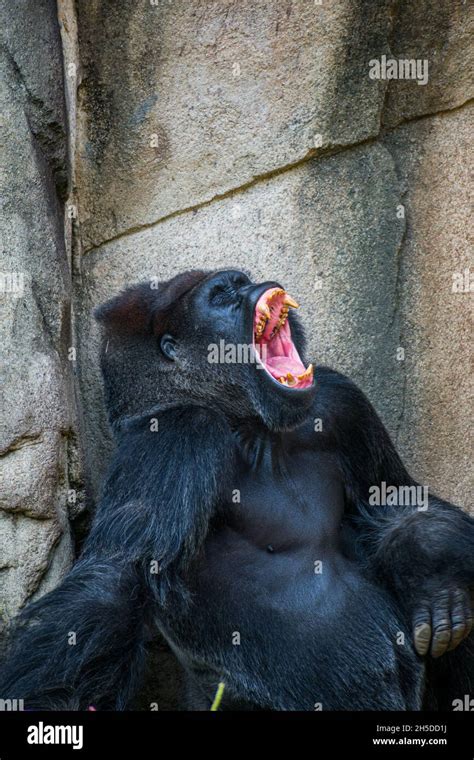 Vertical closeup of the yawning gorilla Stock Photo - Alamy