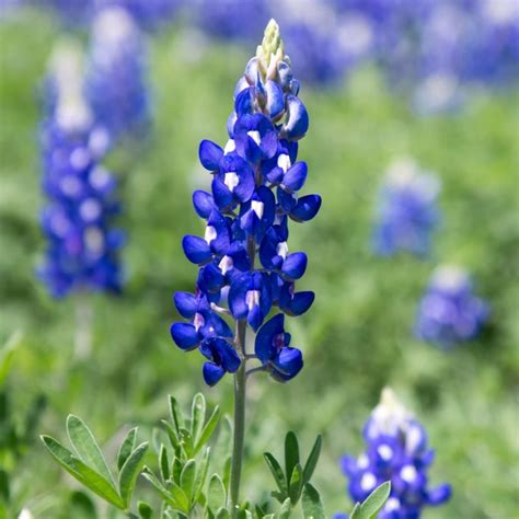 Texas Bluebonnet Care 101 Water Light Growing Tips