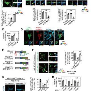 IQGAP1 Is A Novel ARL4C Interacting Protein A The ARL4C Interacting