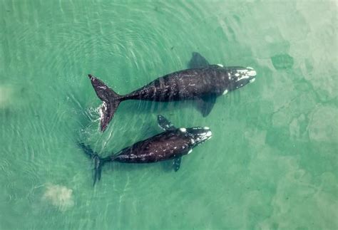 Proteccionistas Advierten Que Ballenas Y Delfines Sufren La Amenaza Del