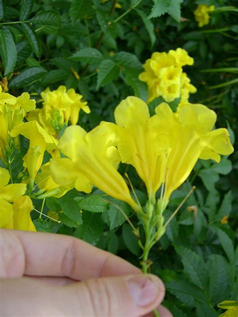 Tecoma stans