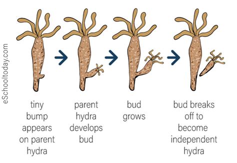 What Is Budding In Asexual Reproduction Eschooltoday