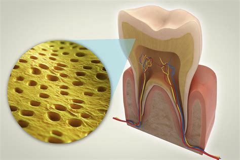 Dentin and the Layers of Your Teeth