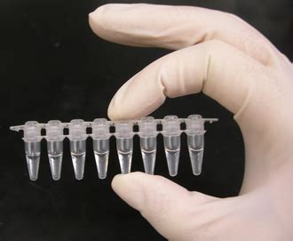 pcr