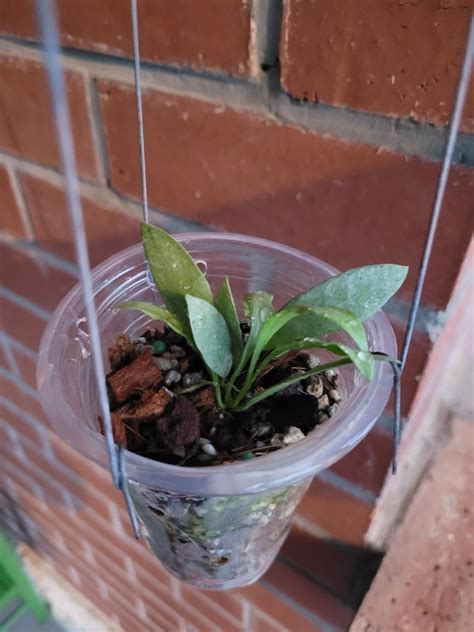 Hoya Lacunosa Silver Long Leaf Form Furniture Home Living