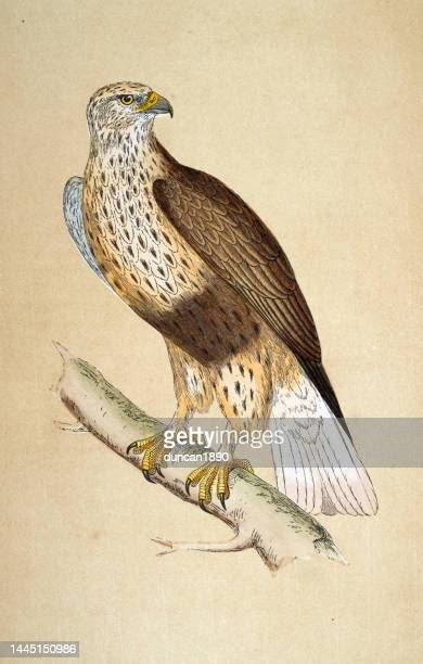 Rough Legged Buzzard Photos and Premium High Res Pictures - Getty Images