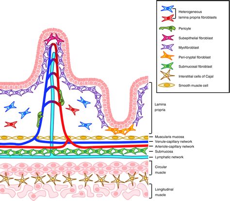 Immunological Roles Of Intestinal Mesenchymal Cells Thomson