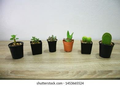 small trees small pots arranged  stock photo