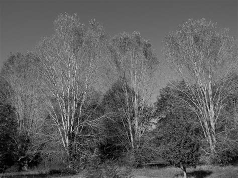 Luigi Colli Foresta Di Panfilia Lensculture