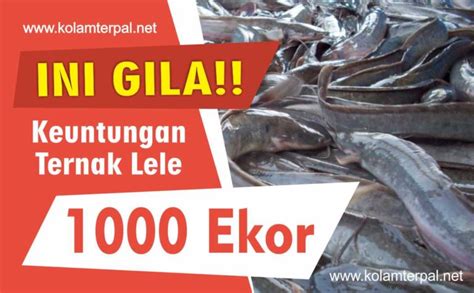 GILA Ini Keuntungan Ternak Lele 1000 Ekor Jual Kolam Terpal D1 D50