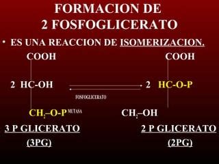 Clase 15 Glucolisis PPT