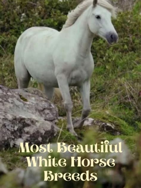 The Most Beautiful White Horse Breeds - BetterPetsLife