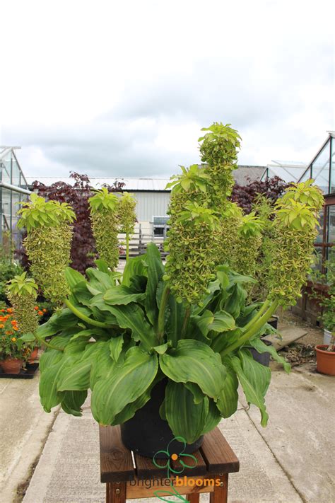 Eucomis bicolor – Brighter Blooms