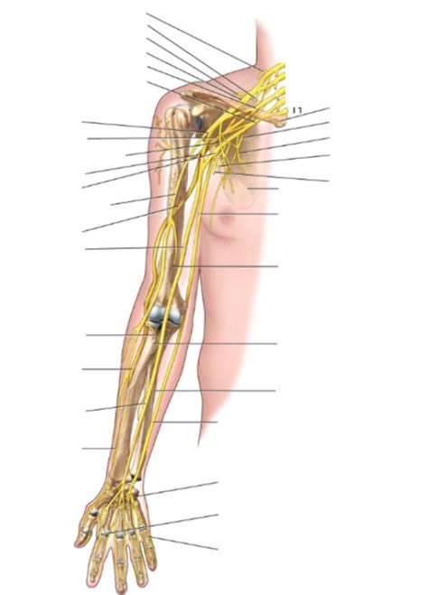 Brachial Plexus Diagram Quizlet